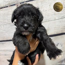 Casey - Black female Miniature Schnauzer puppy in Frankford, Delaware from Miniature Schnauzers of Delmarva