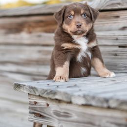 Chip - Red tri-color Australian Shepherd puppy in Nashville, North Carolina from Ethan's Aussies