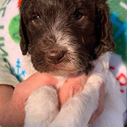 Labradoodle Puppies from DooSouth Labradoodles