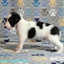 6M - White and black male Silken Windhound puppy in Hanna, Oklahoma from Daybreak Silken Windhounds