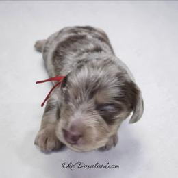 Malakai - Fawn (isabella) and cream male Dachshund puppy in Oklahoma City, Oklahoma from OkieDoxieland Dachshunds