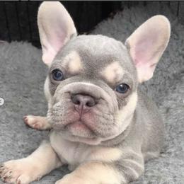 French Bulldogs from Muse Frenchies