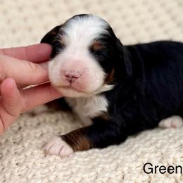Green collar boy - Tri-color male Bernedoodle puppy in Colorado Springs, Colorado from Mercy Mountain Bernedoodles