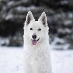 Gemma - Berger Blanc Suisse