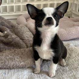 Dottie - Black and white female Chihuahua puppy in Coweta, Oklahoma from Green Country Chihuahuas