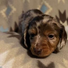 Dachshunds from Josiah's Dachshunds