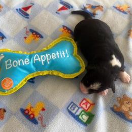 Teddy - Black tri-color male Australian Shepherd puppy in Cypress, Texas from Cypress Aussies