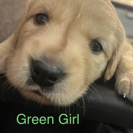Green Girl - Golden Golden Retriever puppy in Chatsworth, New Jersey from Personalized Dog Training - Windisch Goldens