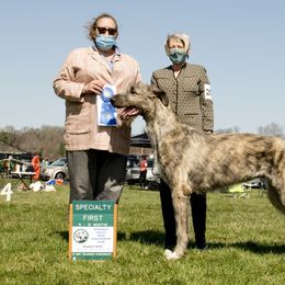 Irish Wolfhound Puppies from Stormborn Irish Wolfhounds