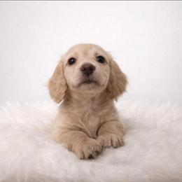 Cream Male - Pet Only - Limited AKC - Cream male Dachshund puppy in Nashville, Tennessee from Farmhouse Sausages - Located in TN delivers all over US