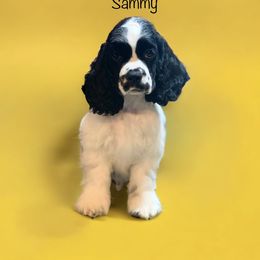 Light Blue - Black & White Boy - Black and white Cocker Spaniel puppy in Delphi, Indiana from Benchmark Cockers