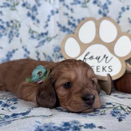 Hallie - Red female Dachshund puppy in Dothan, Alabama from Little House Pups
