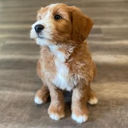 White - Red  female Goldendoodle puppy in Medina, Ohio from Farmer Doodles