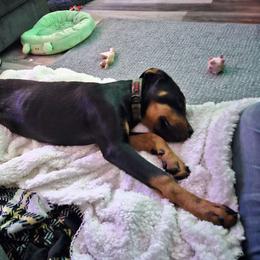 Rottweiler Puppies from G.M. Rottweilers"N-E OHIO"