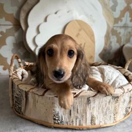 Light shaded cream - Cream male Dachshund puppy in Bryan, Ohio from Wysteria Hill Doxies