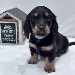 Light blue collar - Black and tan male Dachshund puppy in Chicago, Illinois from RGZ Doxies