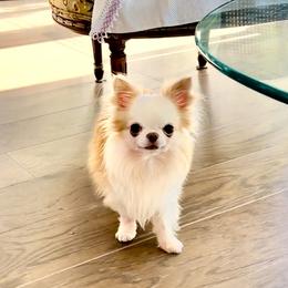Sweet Godiva - Chihuahua