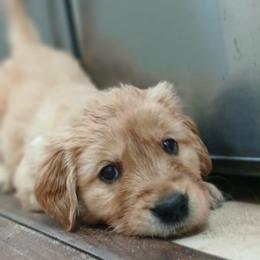 Green - Dark golden male Golden Retriever puppy in Sumterville, Florida from Hope Service Dogs, Inc