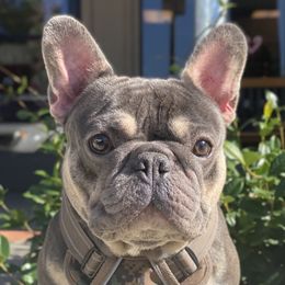 Thor - French Bulldog