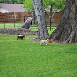 Australian Shepherd, Miniature Australian Shepherd, and Toy Australian Shepherd Puppies from Triple Lake Ranch Miniature Australian Shepherds