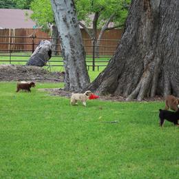 Australian Shepherd, Miniature Australian Shepherd, and Toy Australian Shepherd Puppies from Triple Lake Ranch Miniature Australian Shepherds