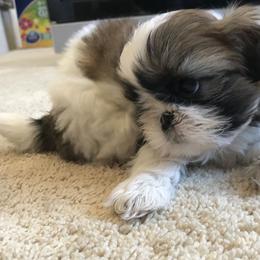 Shih Tzu Puppies from Willow Lane Shih Tzus