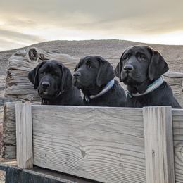 Anatolian Shepherd Dog and Labrador Retriever Puppies from Learning With Dogs