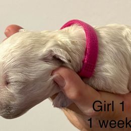 Bichon Frise Puppies from Sissy’s Heavenly Paws