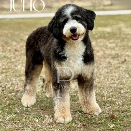 Juno - Bernedoodle