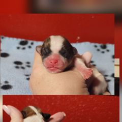 Chip - Brown and white male Shichon puppy in Imperial, Missouri from Shichon Teddybear  puppies of Miss