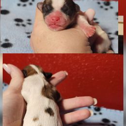 Chip - Brown and white male Shichon puppy in Imperial, Missouri from Shichon Teddybear  puppies of Miss