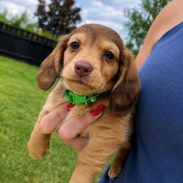 Monroe - Cream male Dachshund puppy in Salem, Oregon from Longdox Mini Dachshunds