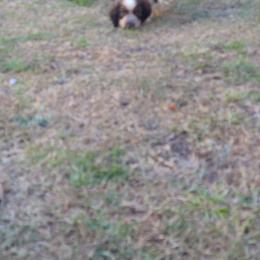 English Springer Spaniel Puppies from Savannah River Springers
