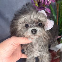 Asian Teddy Gau - Silver female Poodle puppy in California from Yorkie & Maltese Royalty