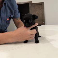 Brussels Griffon Puppies from Butler Brussels Griffon