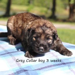 1st Pick male - Black male German Shepherd puppy in Elkmont, Alabama from Oakmont Shepherds