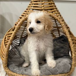 Aurora - Apricot female Aussiedoodle puppy in Pomona, California from Socal Aussiedoodles