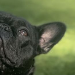 French Bulldogs from Best Friend Frenchies