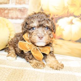 Poodle puppies from Ann R.