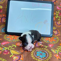 Axle - Seal and white male Boston Terrier puppy in Fillmore, Illinois from Wind Hill Puppies