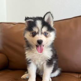 Sterling - Black and white male Pomsky puppy in Mesa, Arizona from Platinum Pomskies