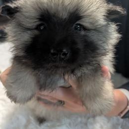 Silver boy - Black and silver male Keeshond puppy in Fayetteville, Tennessee from Erbekees-Keeshonden