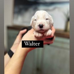 Walter - Gray and white male Old English Sheepdog puppy in Bristol, Indiana from Ridgeruns OES