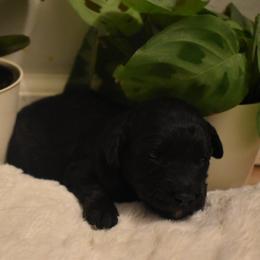 Betty - Black and white female Aussiedoodle puppy in Angola, Indiana from Classic City Doodles
