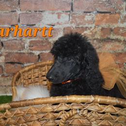 Carhartt - Black male Poodle puppy in Poplar Bluff, Missouri from Jazzy's Standards poodles