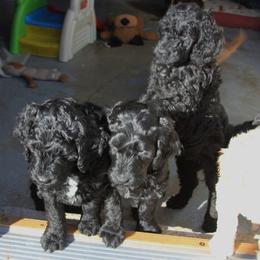 Goldendoodle Puppies from Pampered Paws Pet Massage / Jaynie's Pack of Doodles