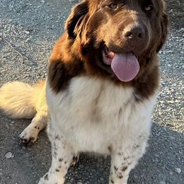 Newfoundlands from Gables Homegrown Pawprints