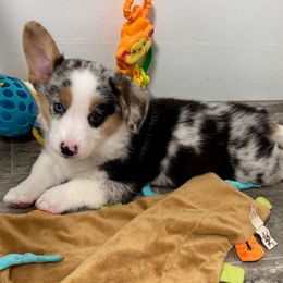 Tandy - Blue merle and white male American Corgi puppy in Omaha, Arkansas from DnD Corgis