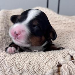 Origin (Rig) - Tri-color male Bernedoodle puppy in Hillsboro, Oregon from Myt fine doodles