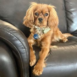 Juliet - Cavalier King Charles Spaniel